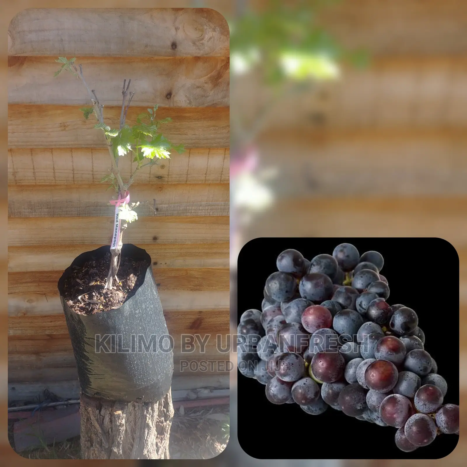 Grapes Fruit Seedling Moq 5