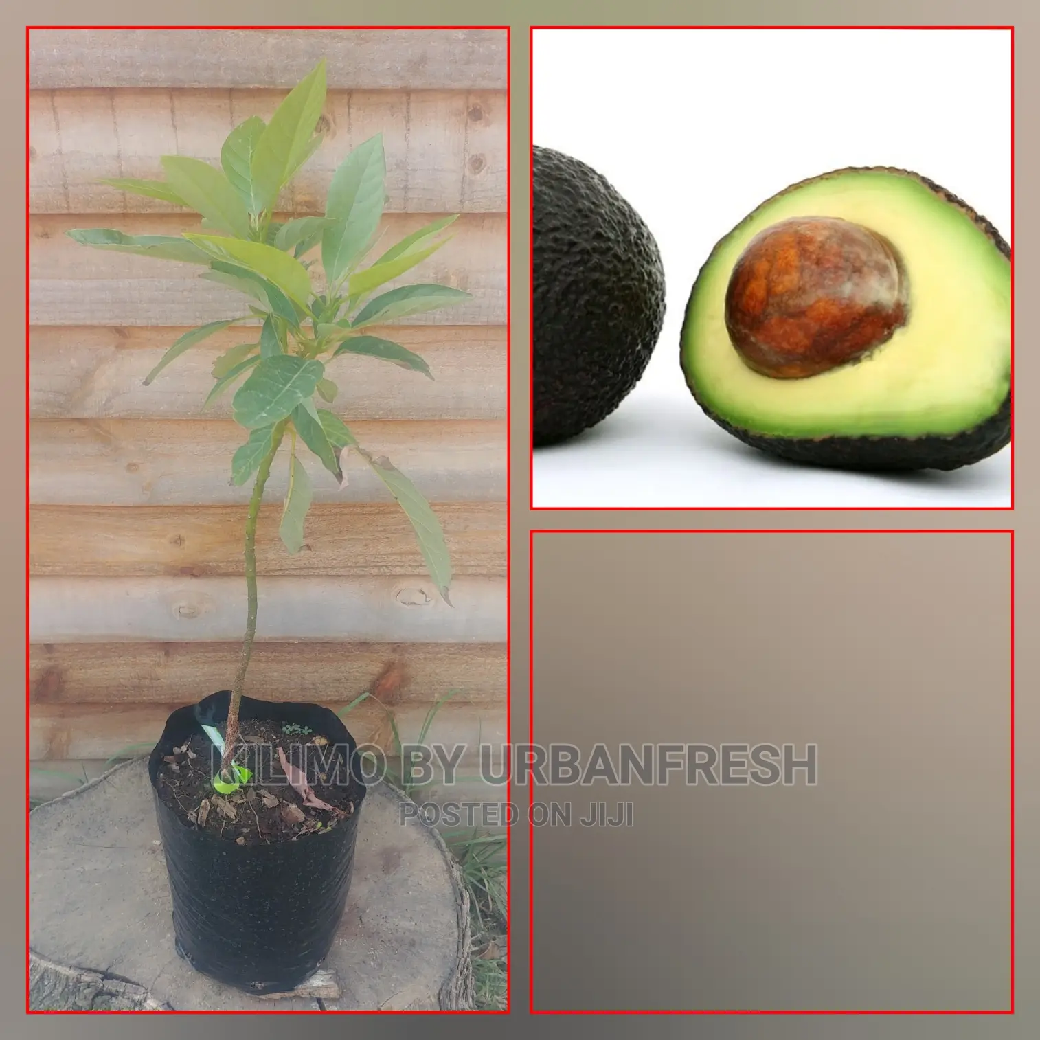 Hass Avocado Fruit Seedling Moq 5