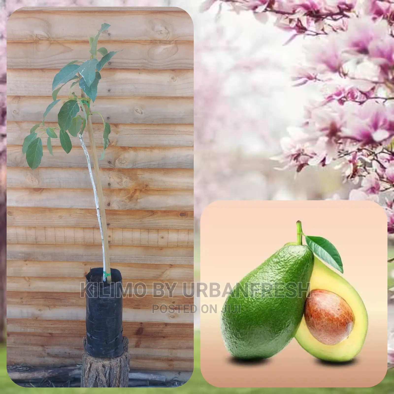 Hass Avocado Fruit Seedling Moq 5