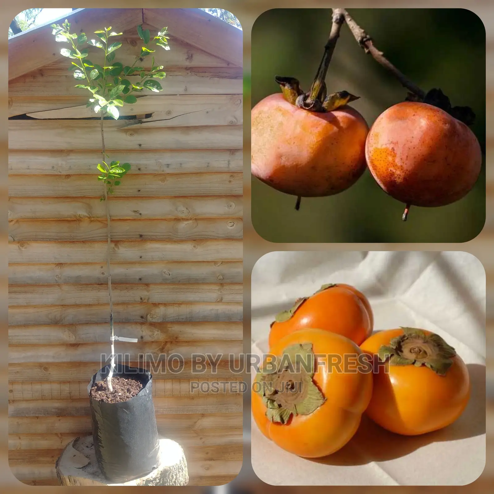 Persimmon Khaki Fruit Seedling Moq 5