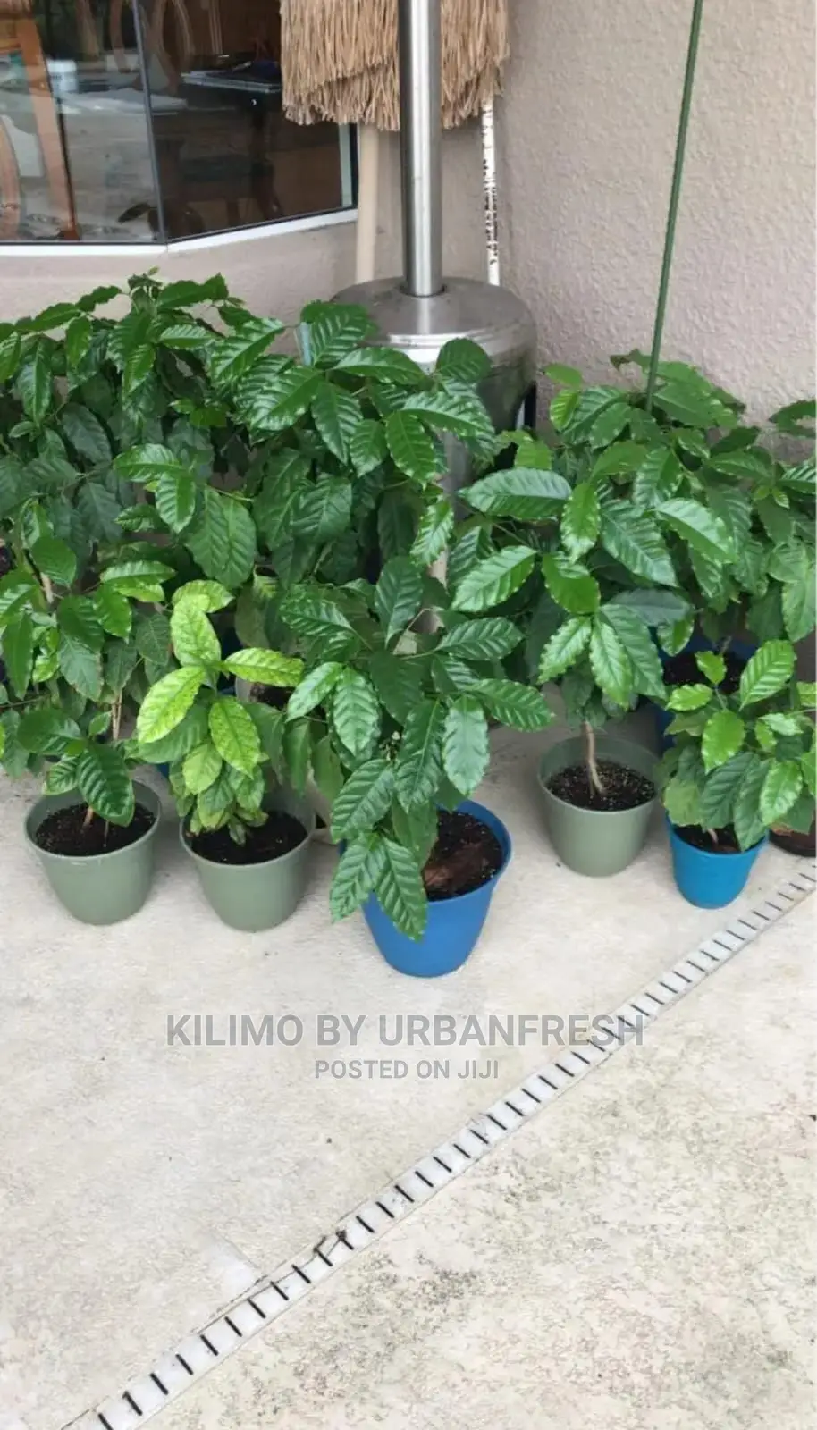 Coffee Plant Seedling. Ruiru 11. Moq 10.