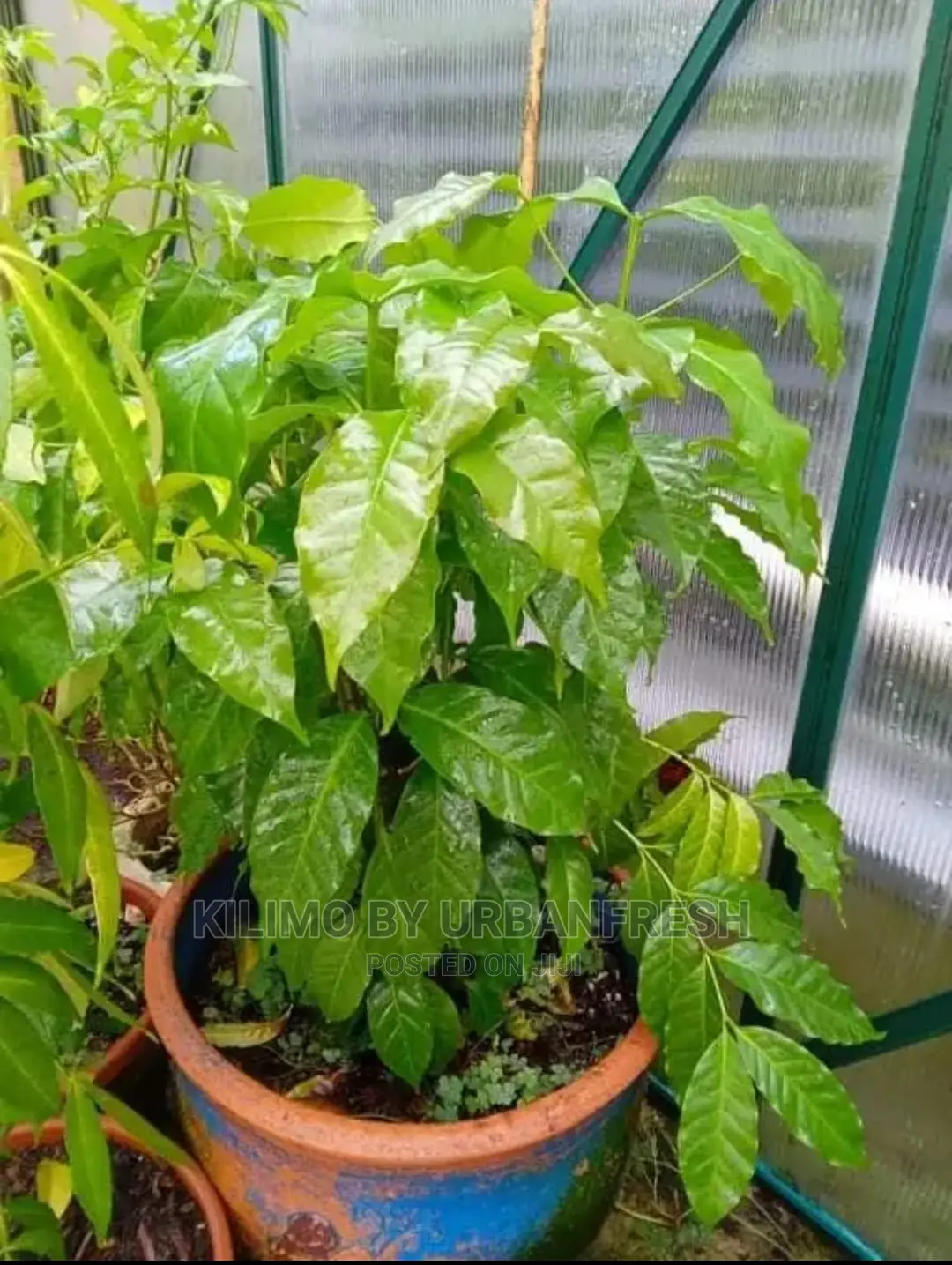 Coffee Plant Seedling. Ruiru 11. Moq 10.