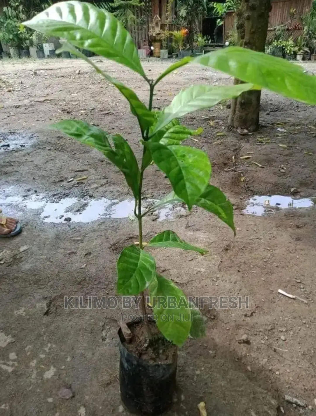 Coffee Plant Seedling. Ruiru 11. Moq 10.