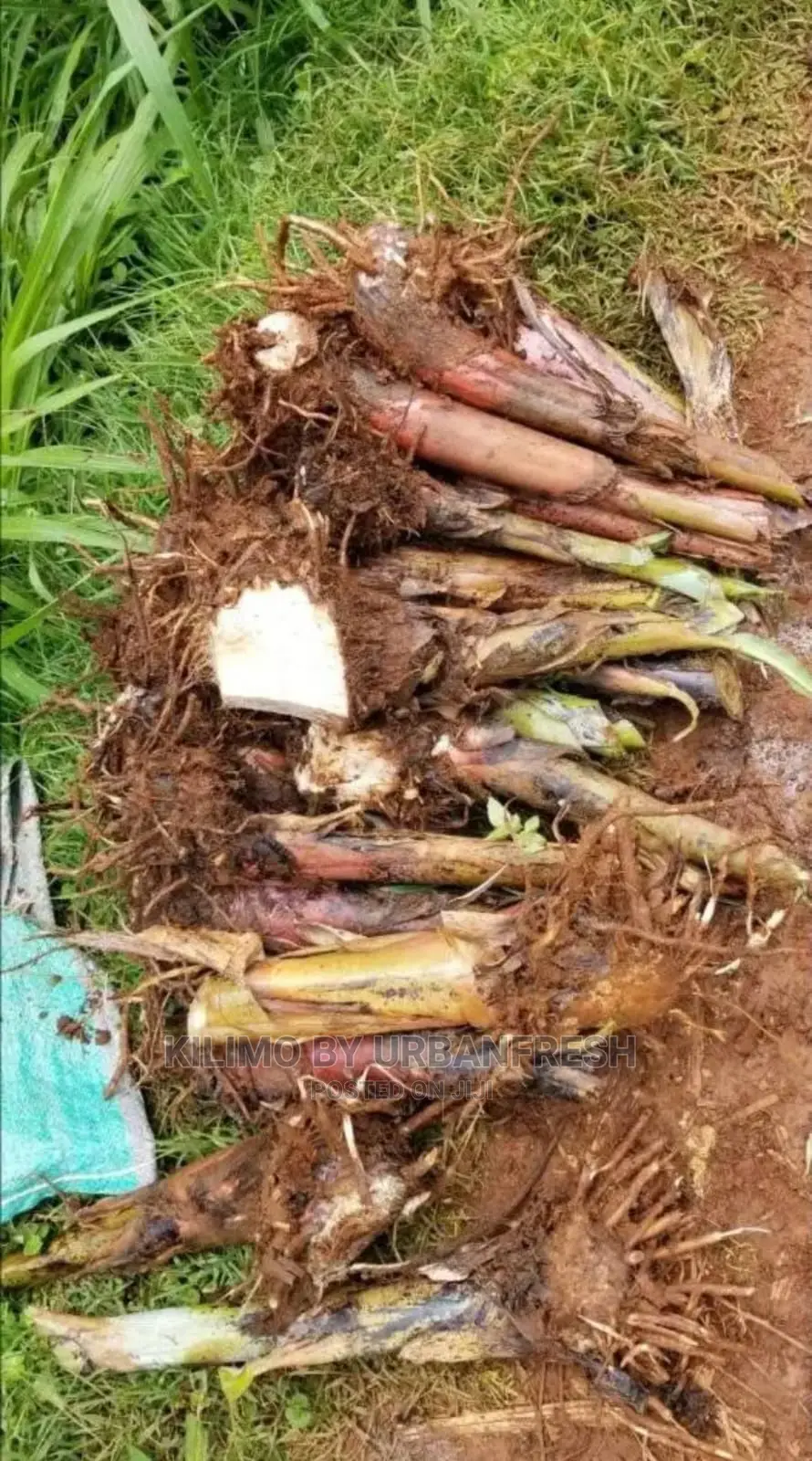 Banana Plantain (Congo) Moq 20