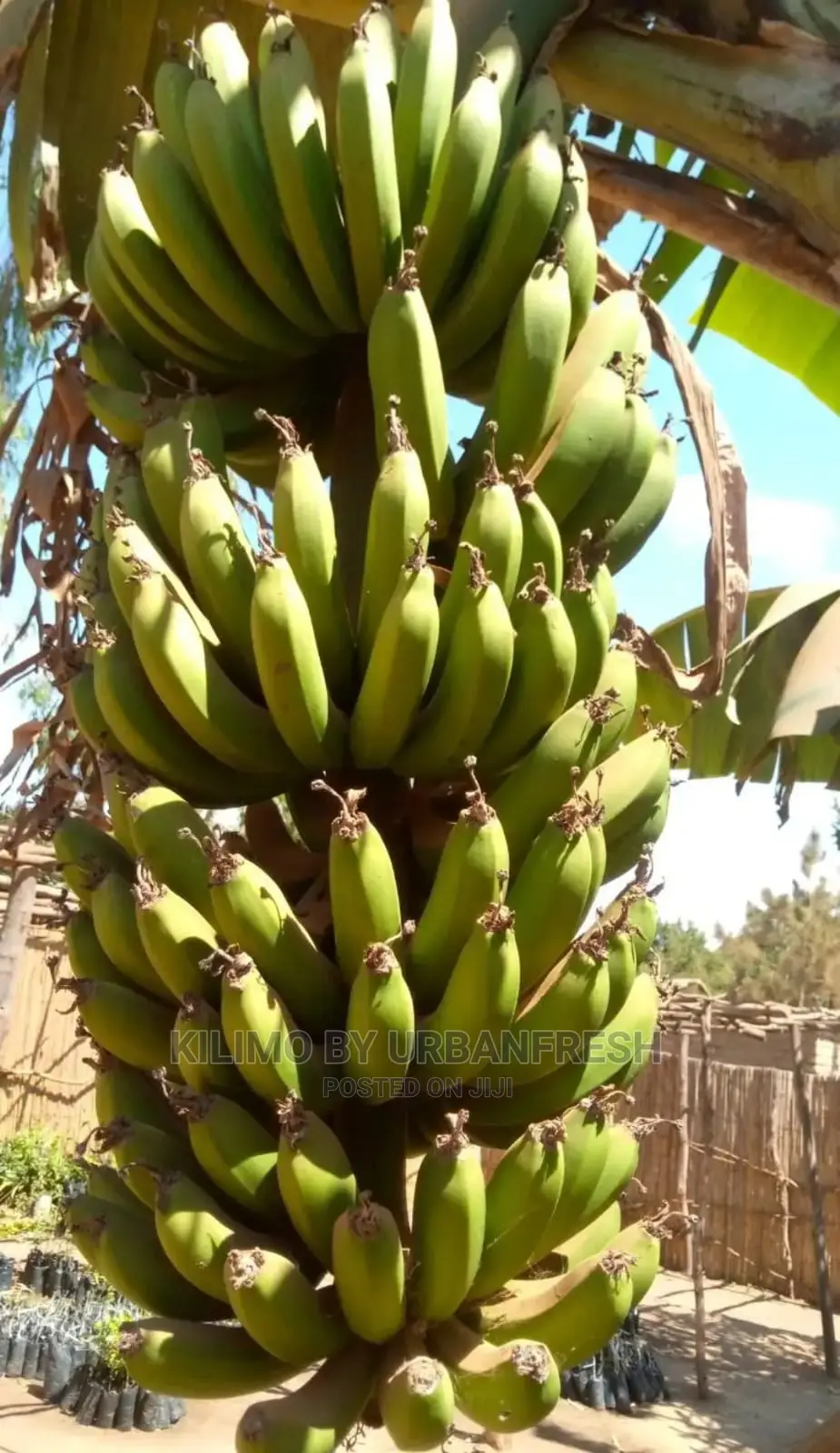 Banana Plantain (Congo) Moq 20
