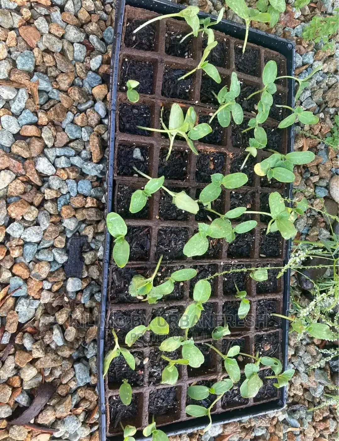 Water Melon Fruit Seedling Moq5