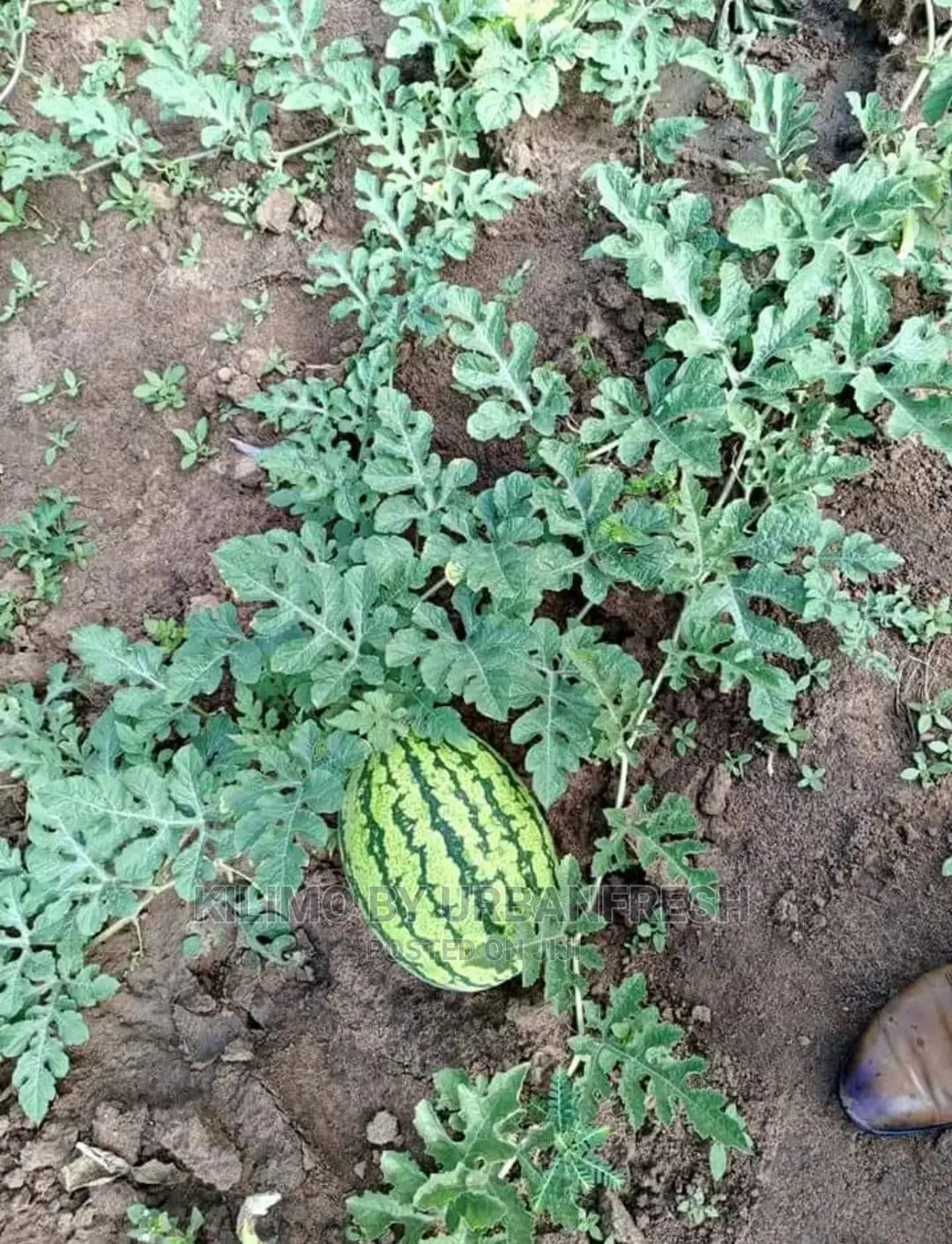 Water Melon Fruit Seedling Moq5