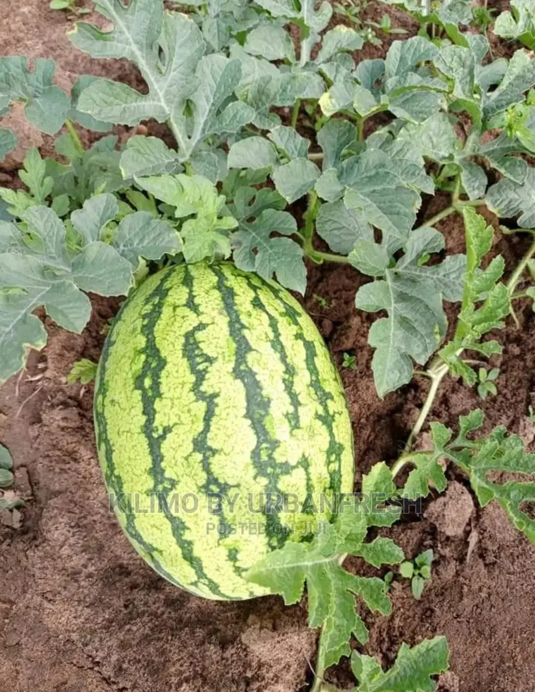 Water Melon Fruit Seedling Moq5
