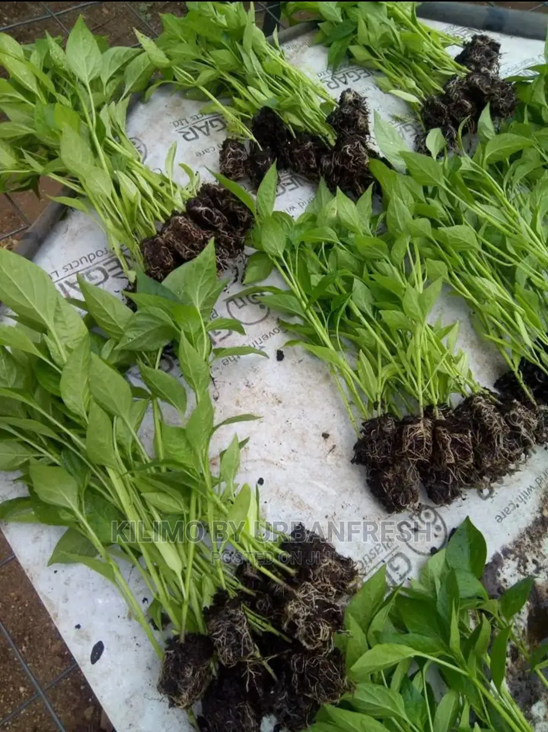 Bullet Chili Seedling