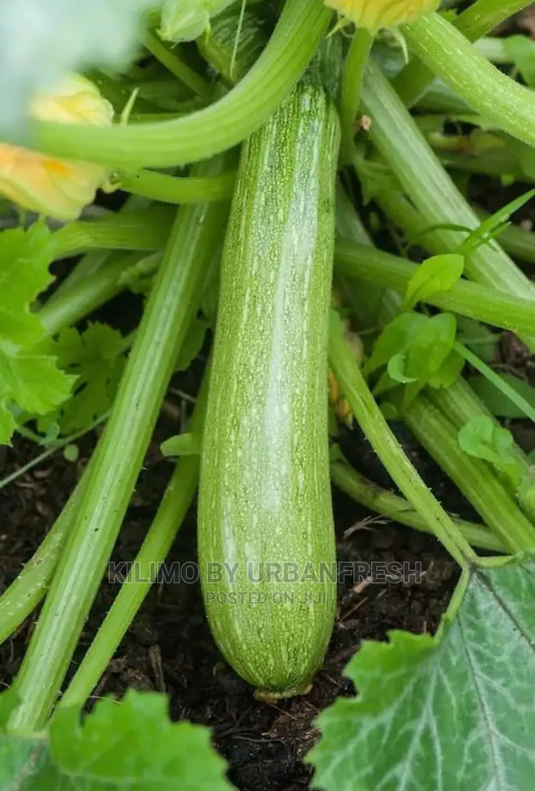 Courgette Vegetable Seedling Moq100