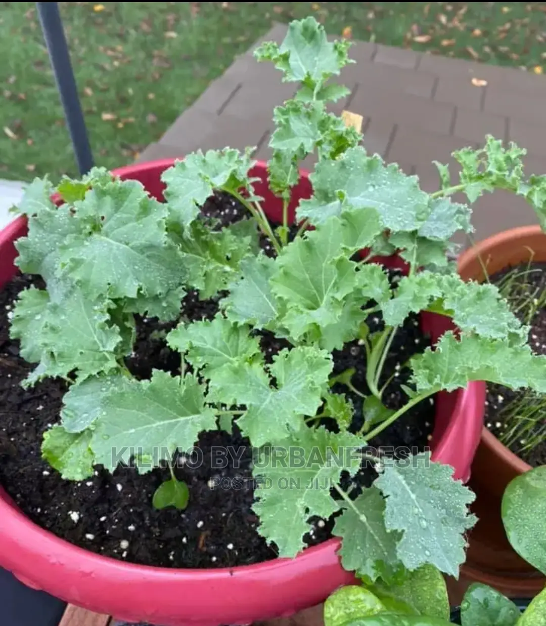 Curly Kale Vegetable Seedling Moq100