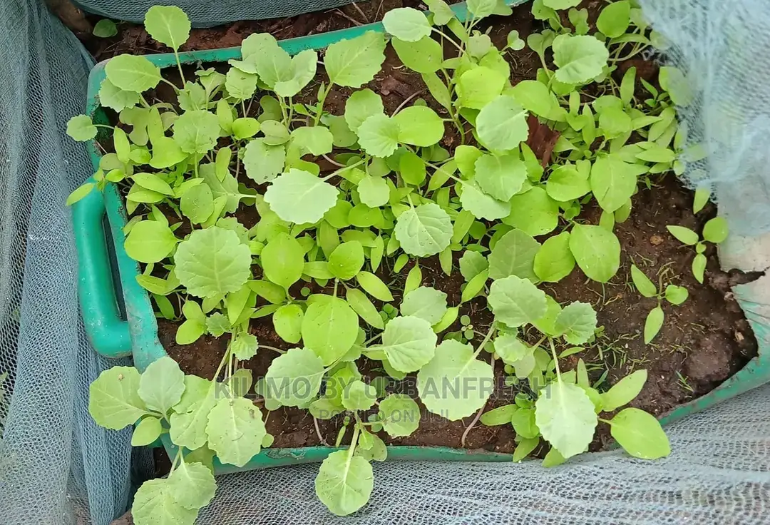 Sukuma Wiki/Kales Seedlings Bunch of 200 Seedling