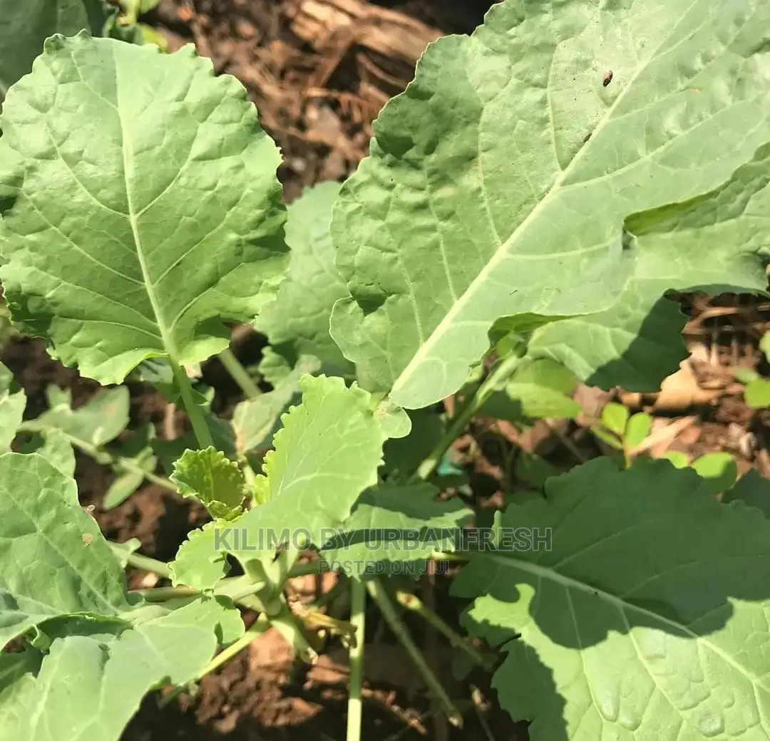 Sukuma Wiki/Kales Seedlings Bunch of 200 Seedling