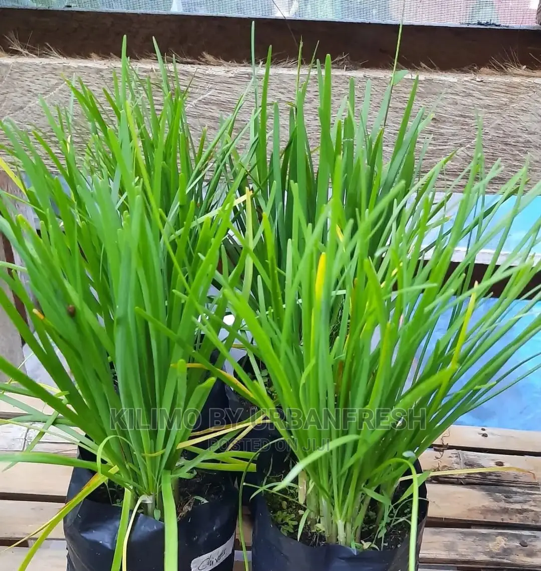 Chive Spike Seedling Moq 15