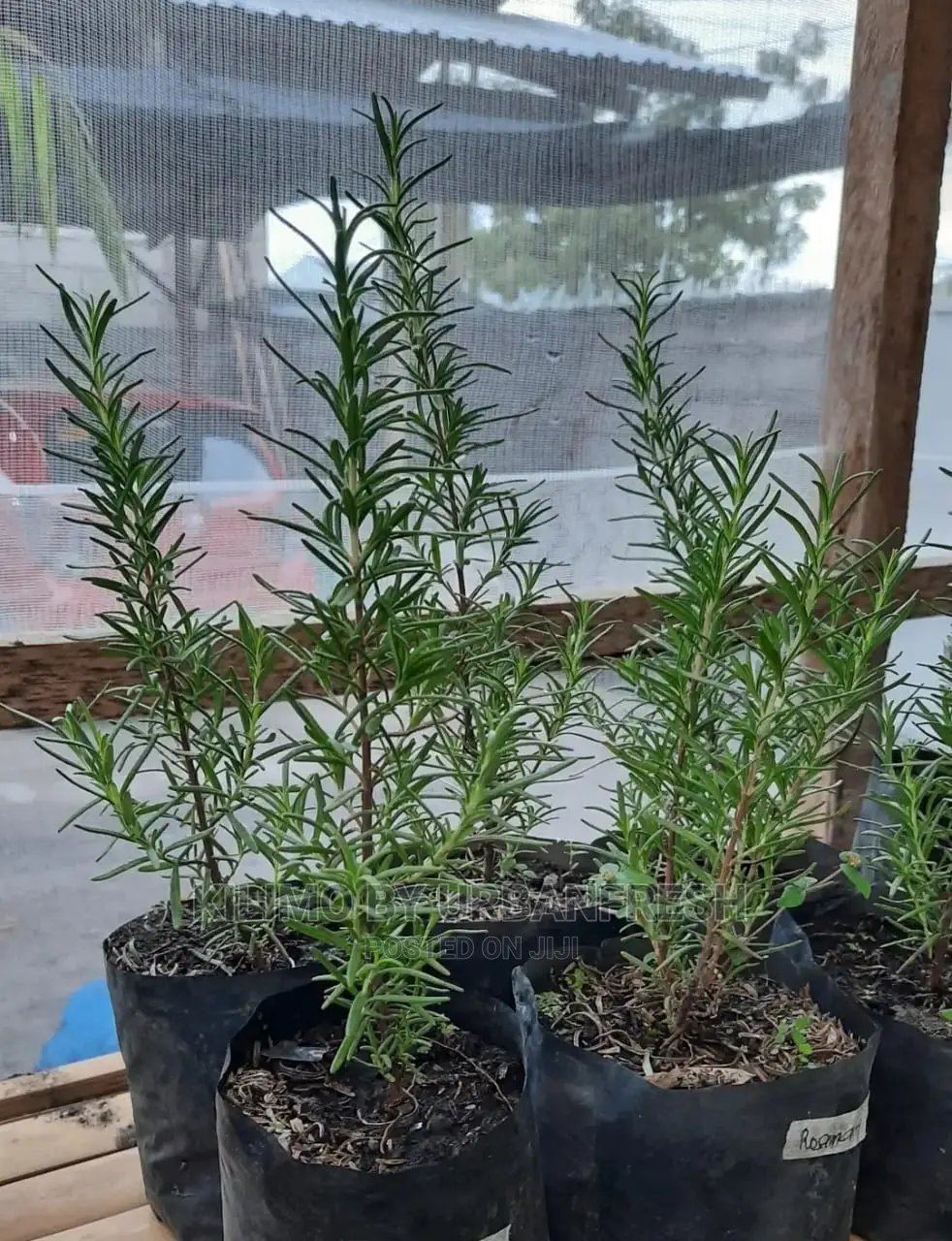 Rosemary Seedling Moq 10