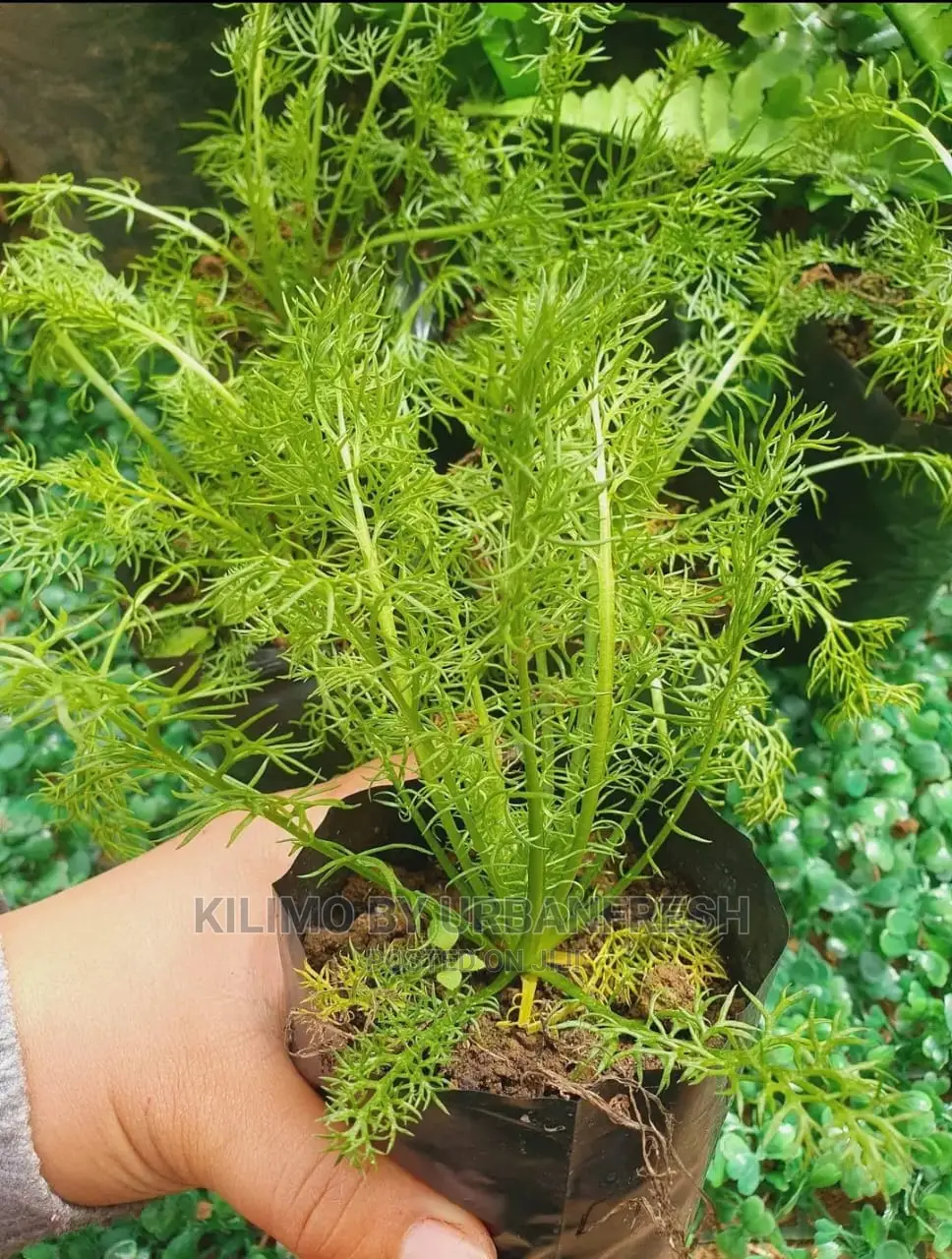 Chamomile Seedling Moq 10