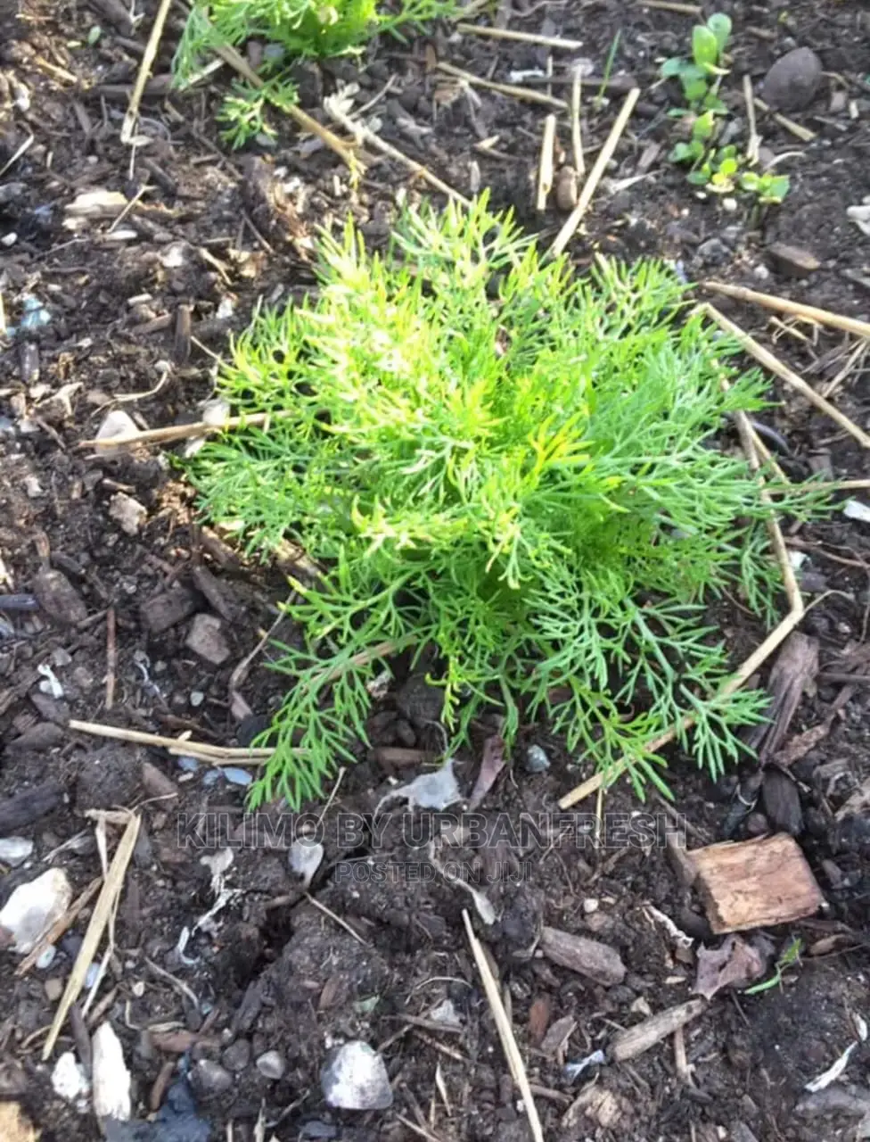 Chamomile Seedling Moq 10