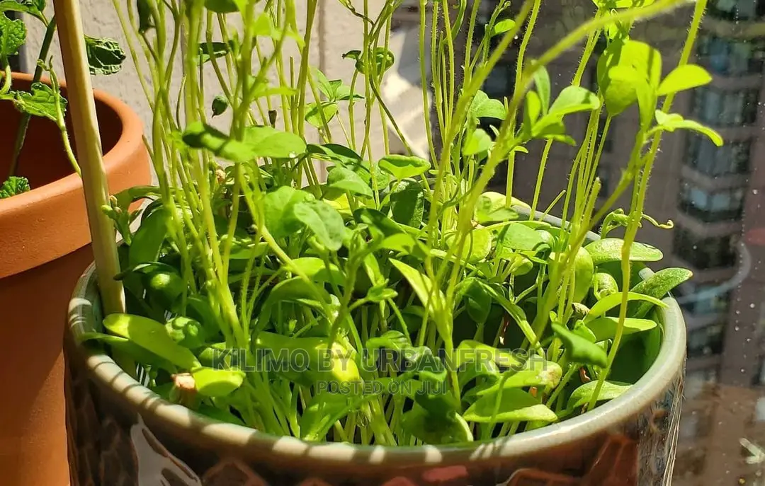 Fenu Greek Seedling Moq 10.