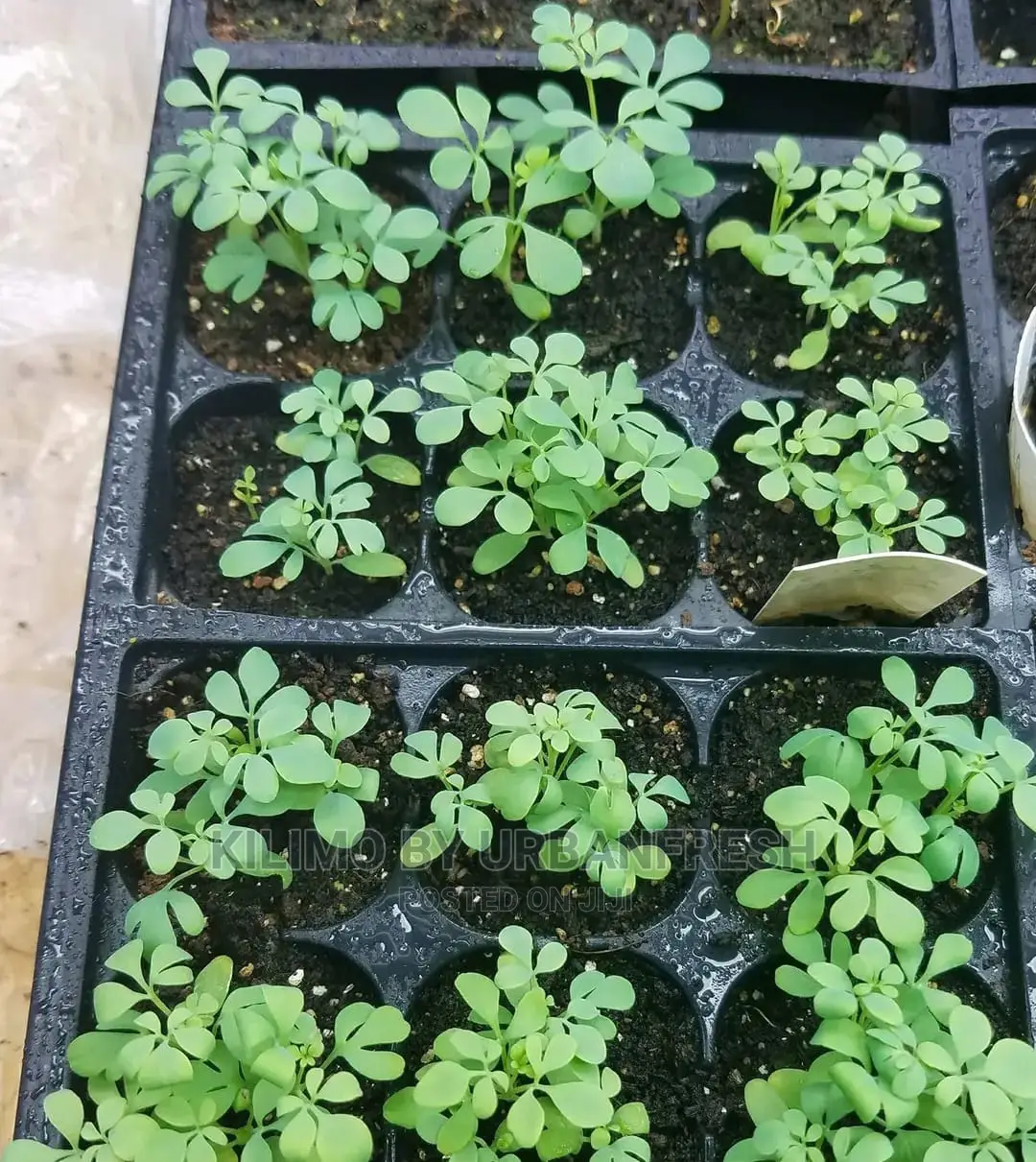 Garden Rue Seedling Moq 5