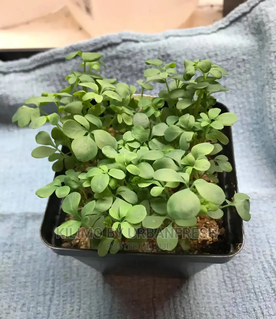Garden Rue Seedling Moq 5