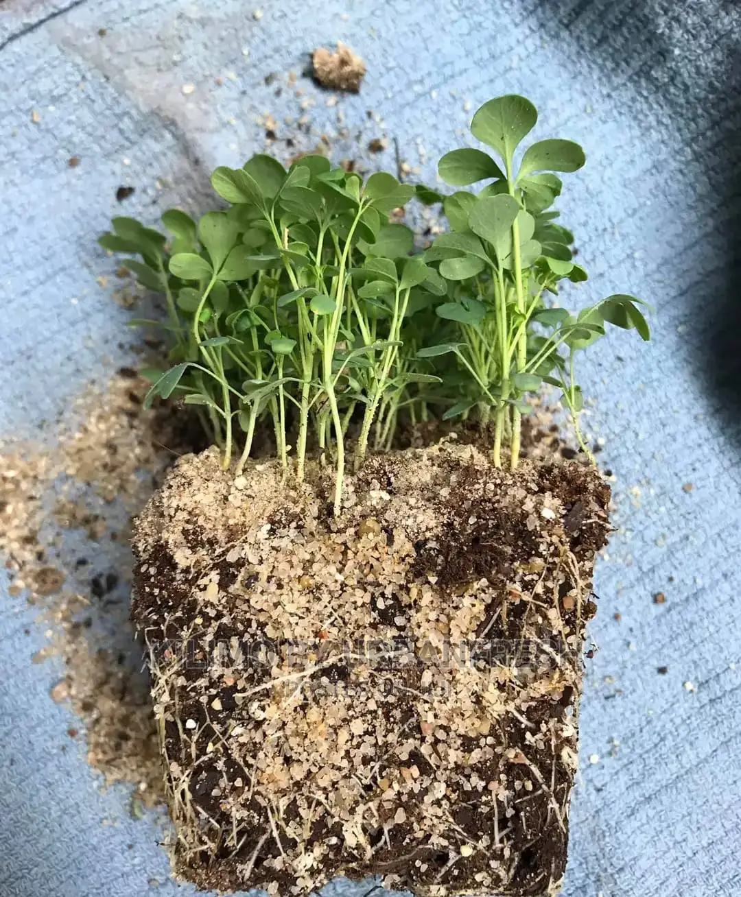 Garden Rue Seedling Moq 5