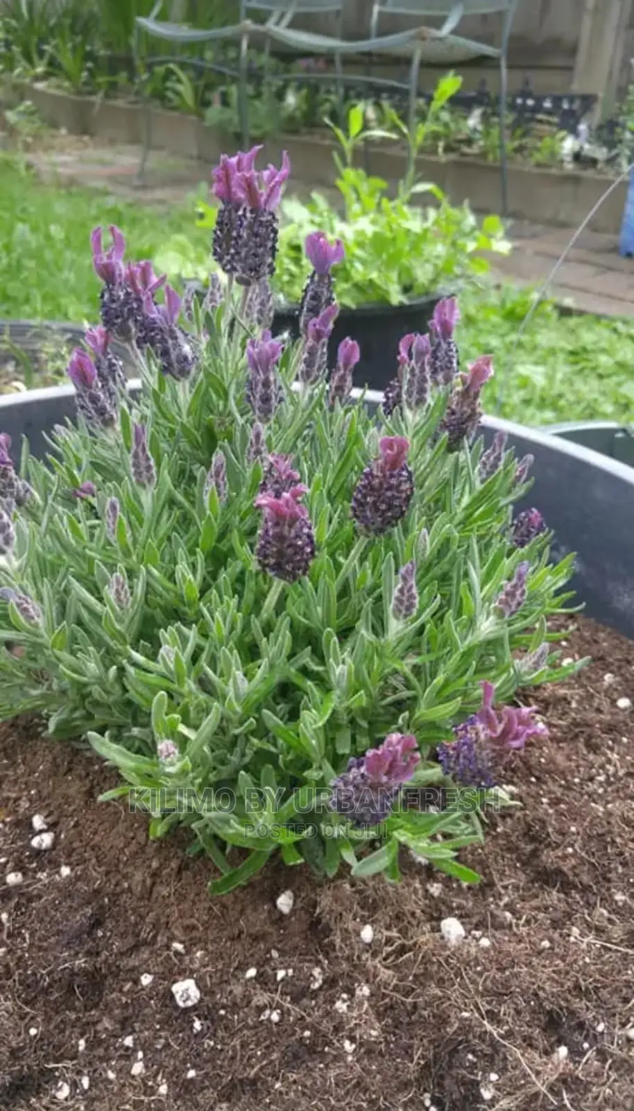 Lavender Spanish Seedling Moq 5