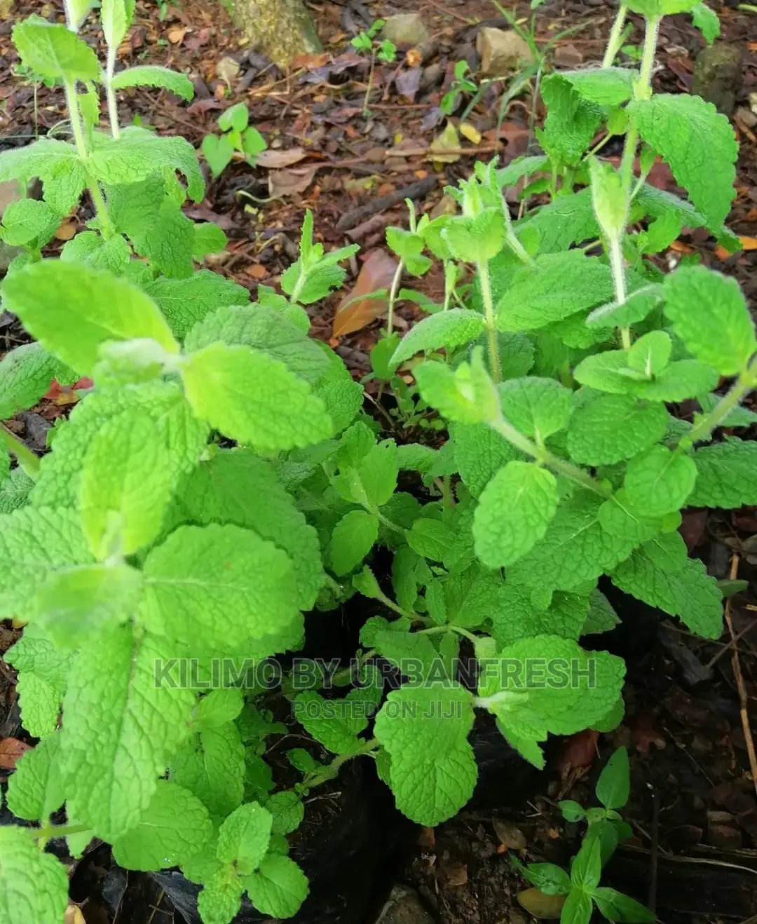 Apple Mint Seedling Moq 10.