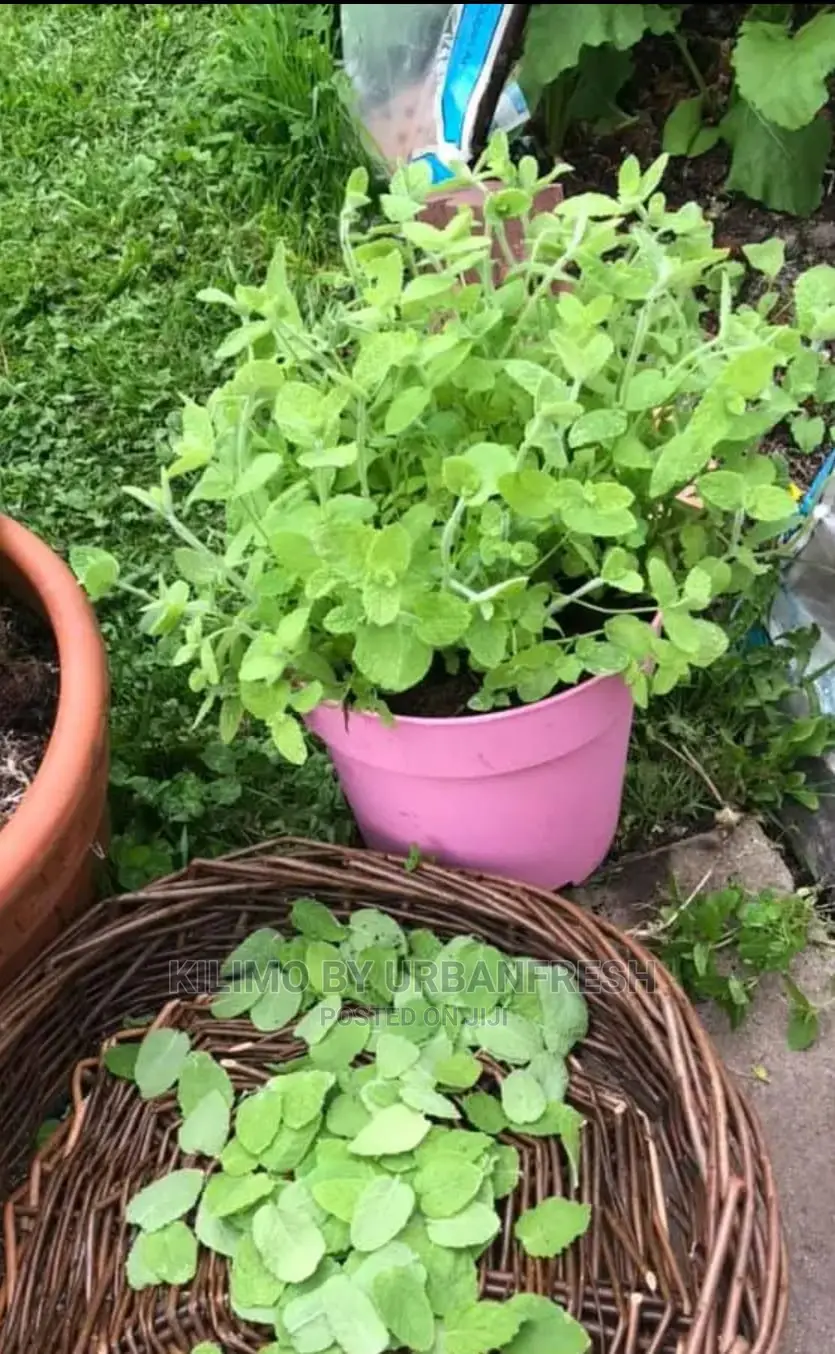 Apple Mint Seedling Moq 10.