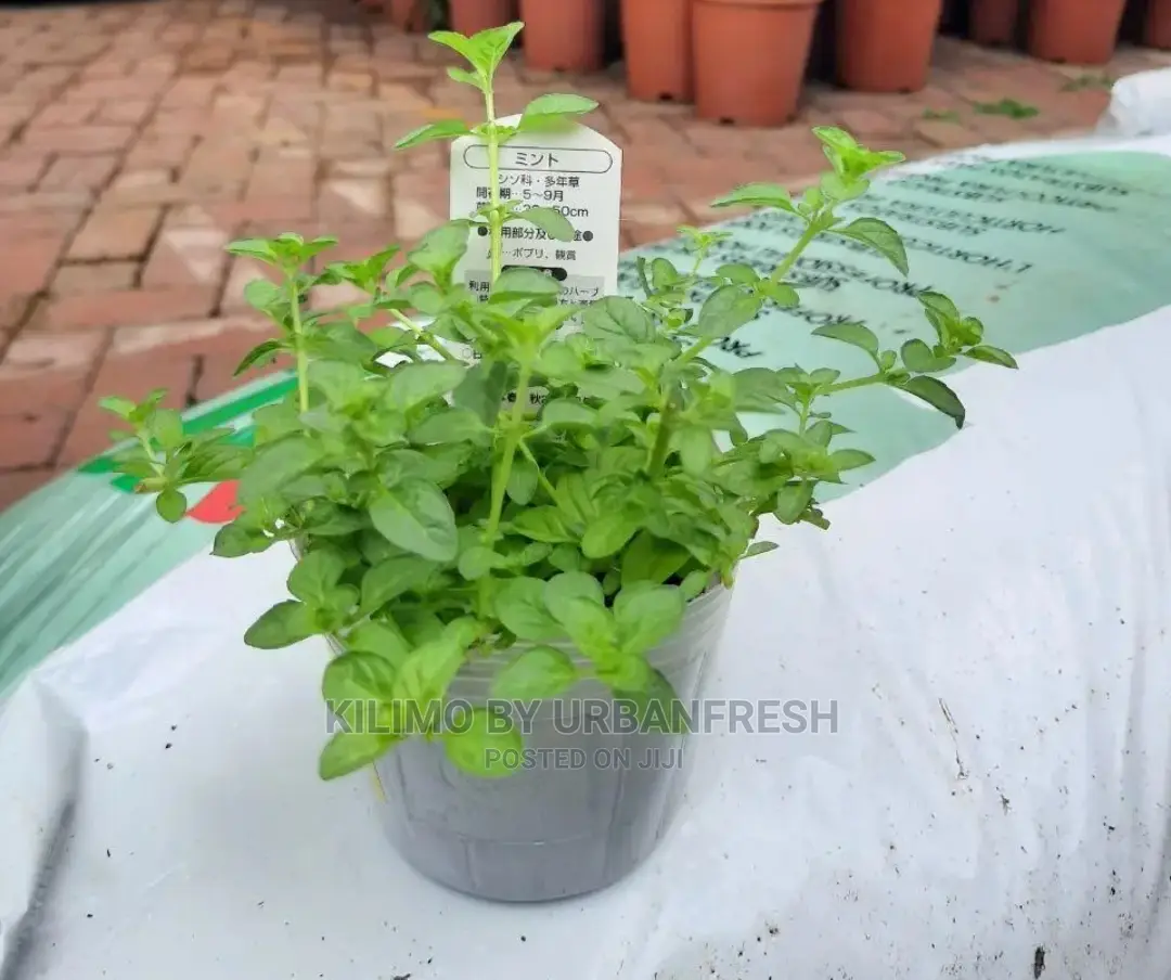 Mint Penny Royal Seedling Moq 10