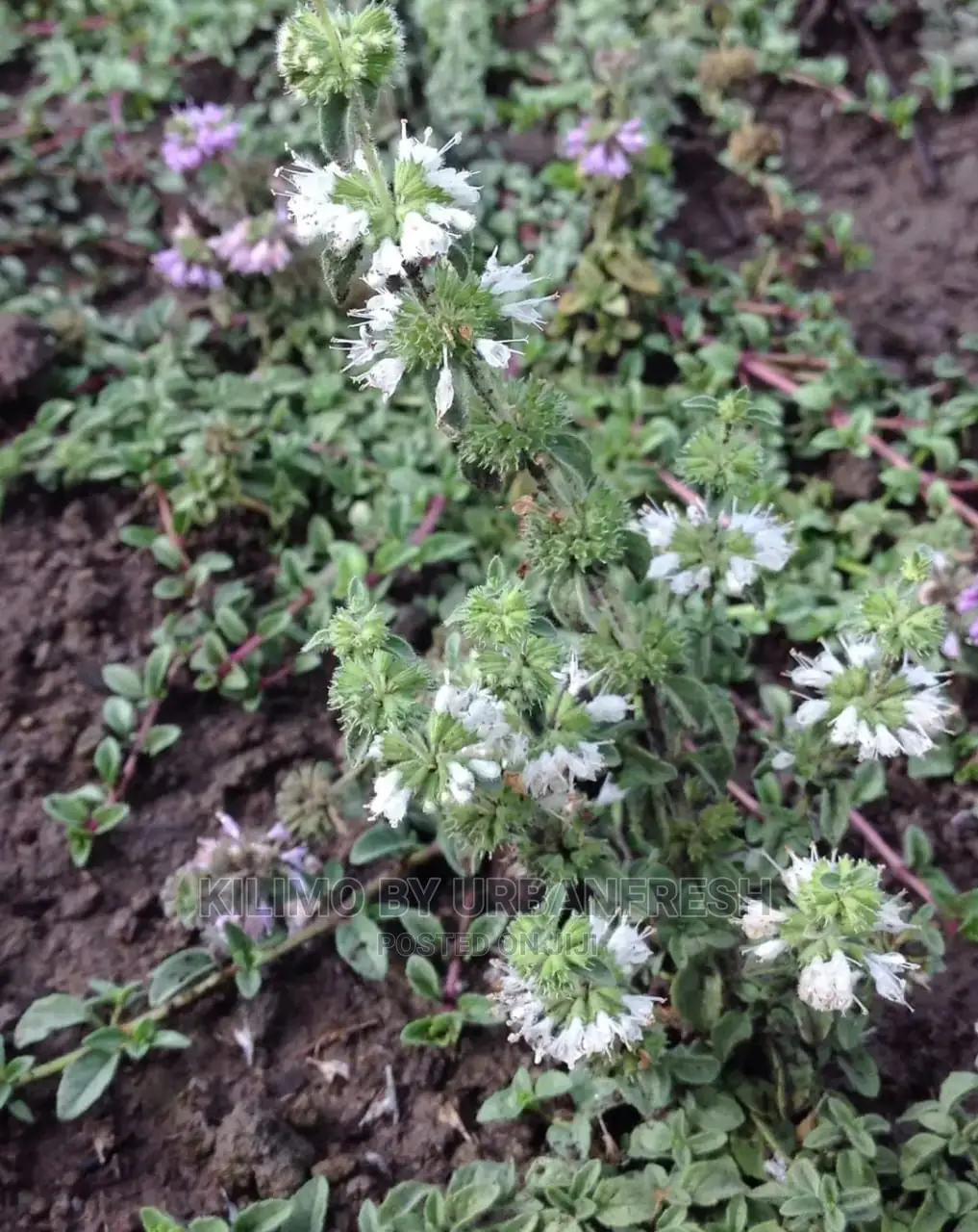 Mint Penny Royal Seedling Moq 10