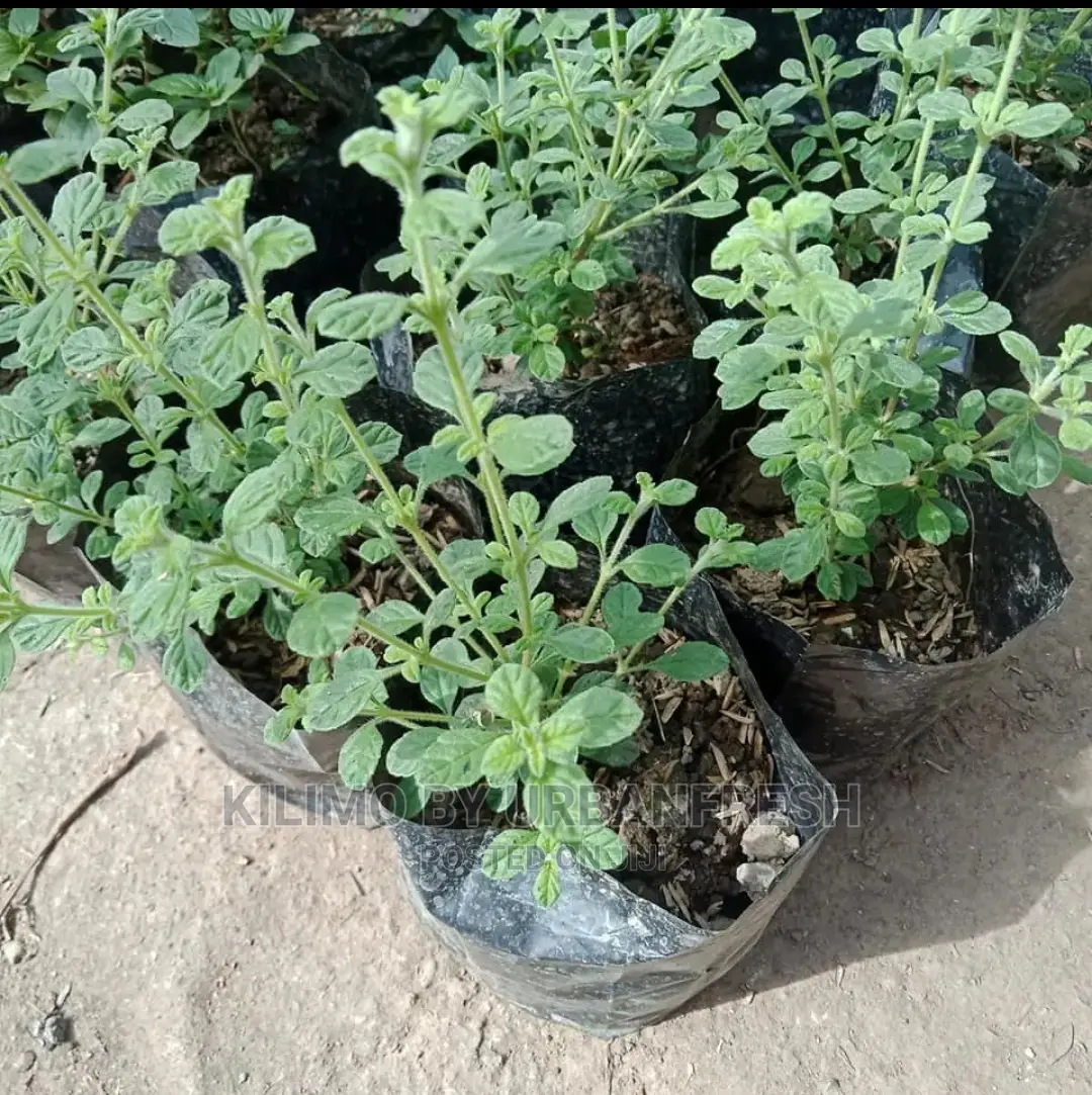 Oregano Italian Seedling Moq 10.