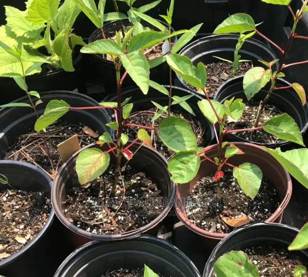 Rosella Hibiscus Seedling Moq 10.
