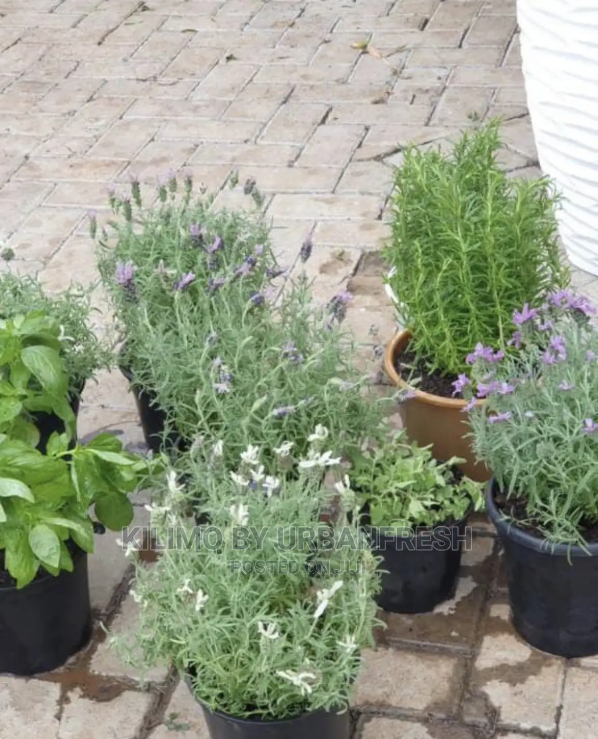 Mosquito Repellant Package: Snake Plant, Rosemary Lavender