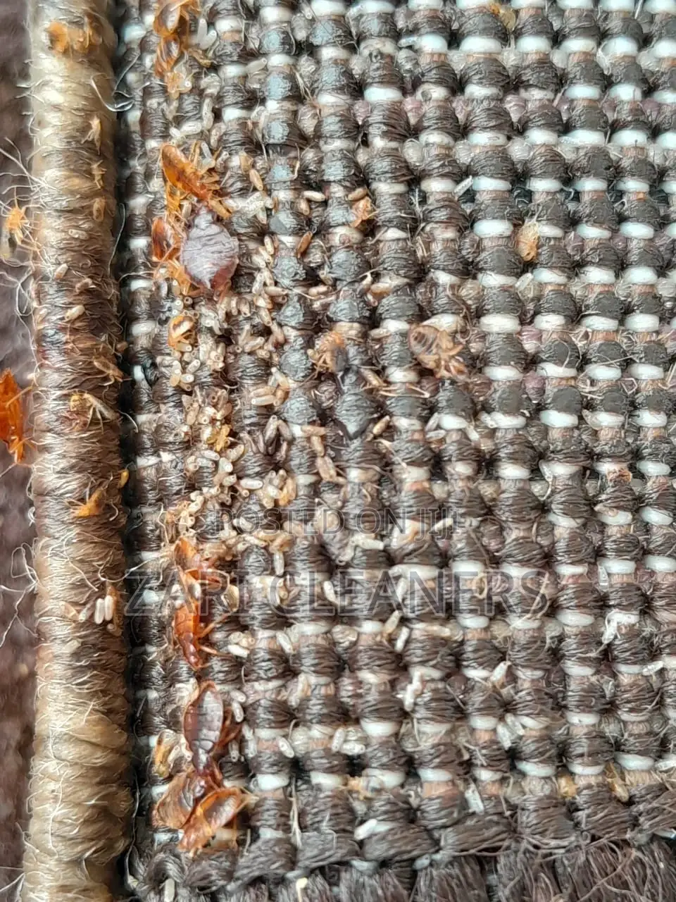 Super Fumigation and Pest Control Services -Fedha