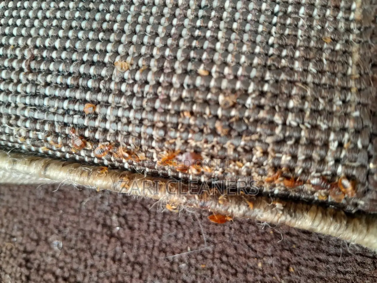 Superior Fumigation Service You Deserve