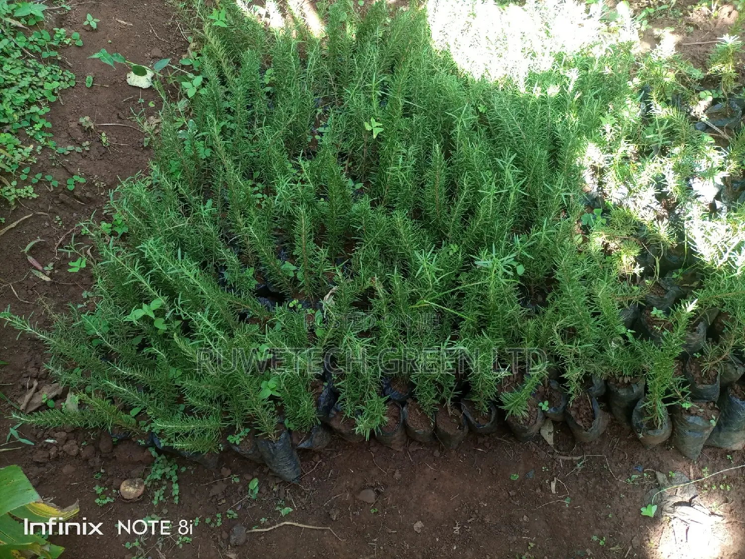 Rosemary Seedlings