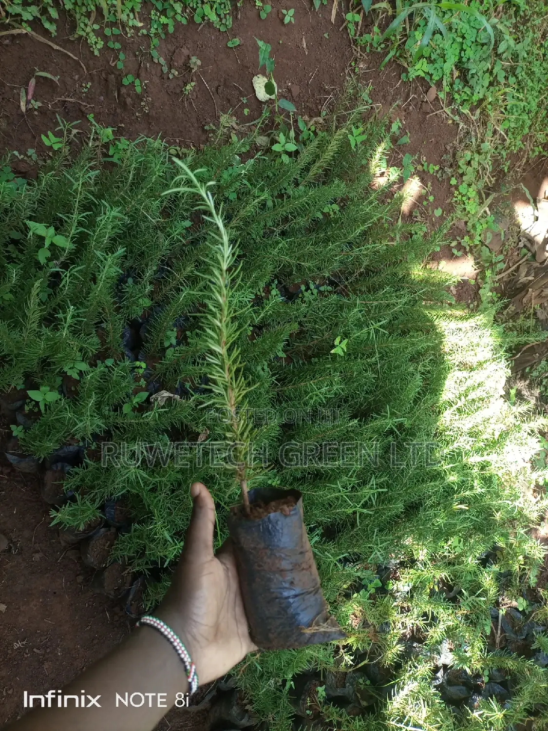 Rosemary Seedlings