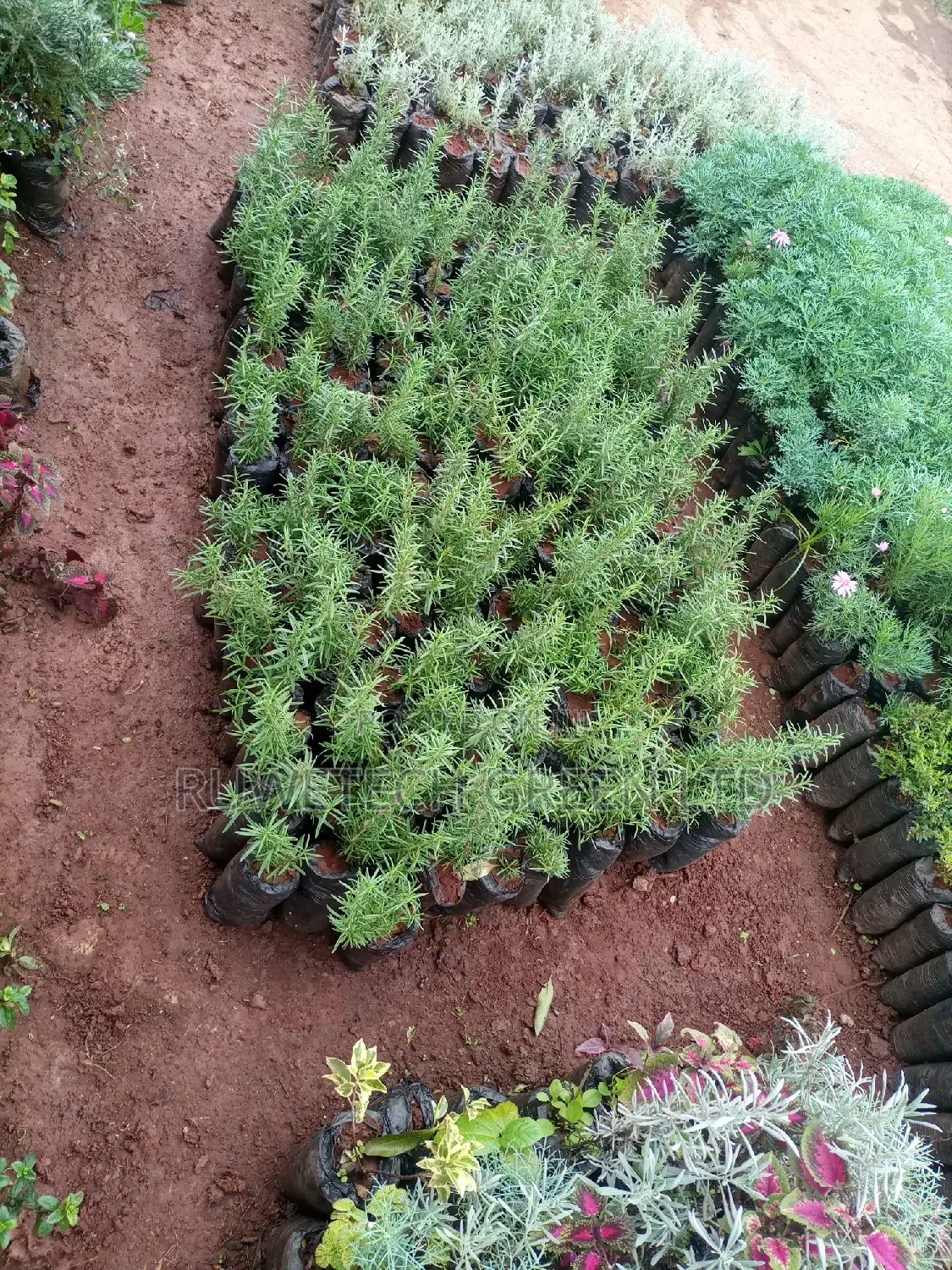 Health Rosemary Seedlings