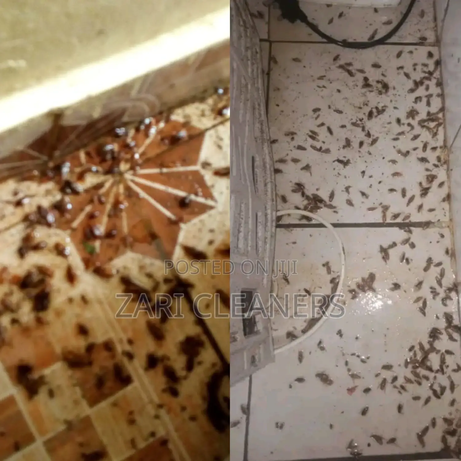 Best Cockroaches Eliminators
