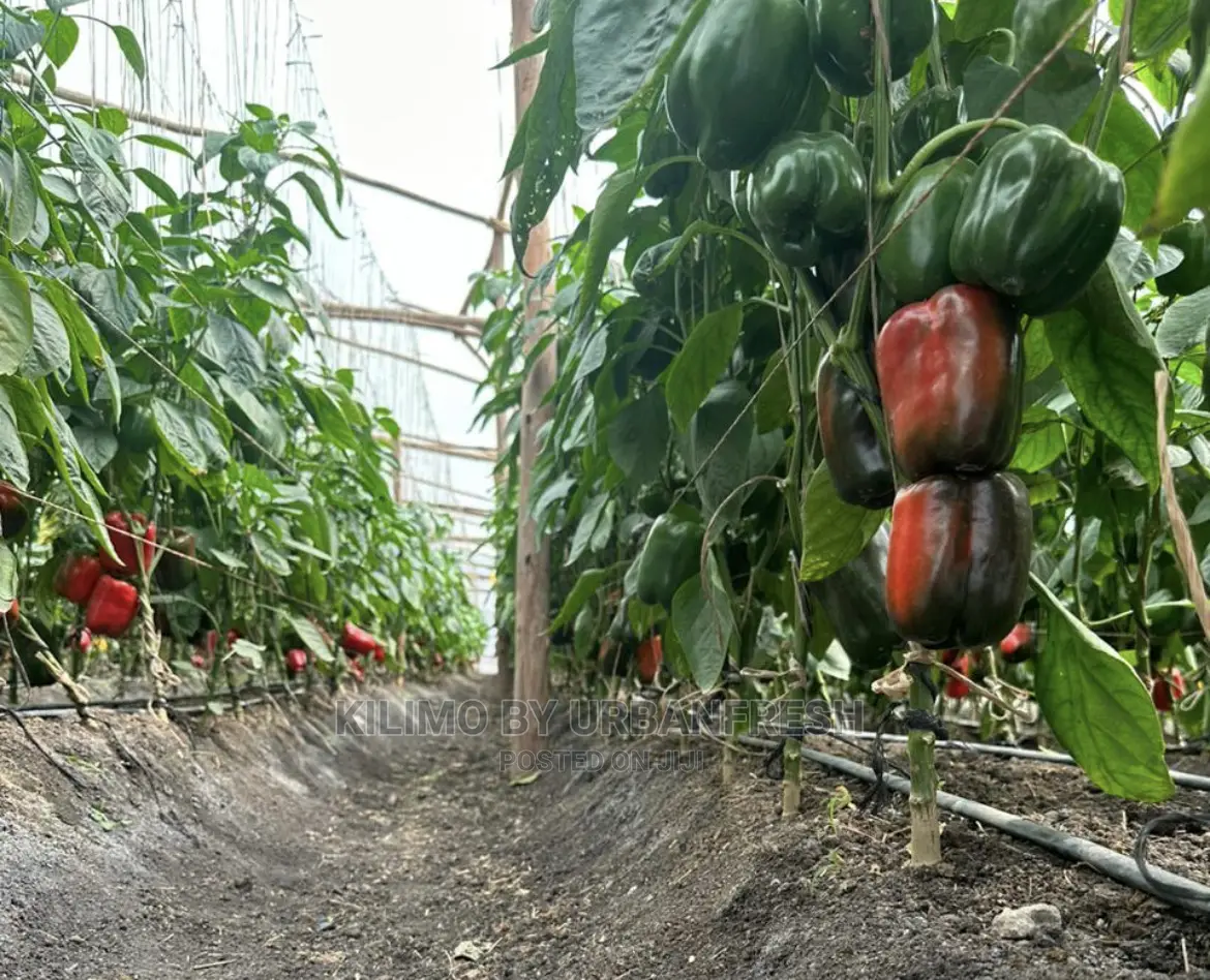 Coloured Capsicum Yellow Red Grade 1. Moq 10kgs