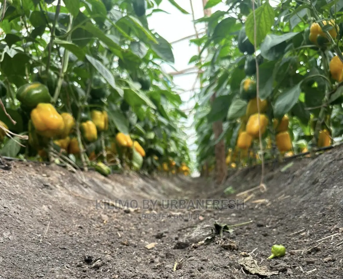 Coloured Capsicum Yellow Red Grade 1. Moq 10kgs