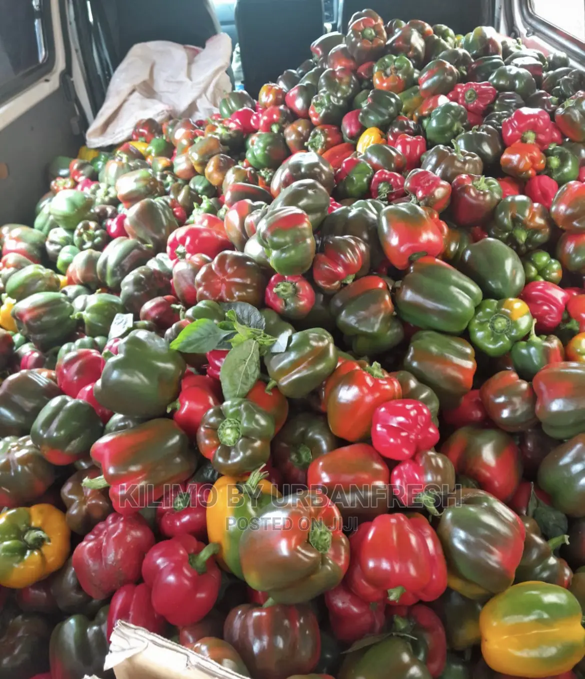 Coloured Capsicum Yellow Red Grade 1. Moq 10kgs