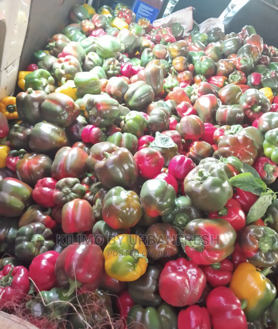 Coloured Capsicum Yellow Red Grade 1. Moq 10kgs
