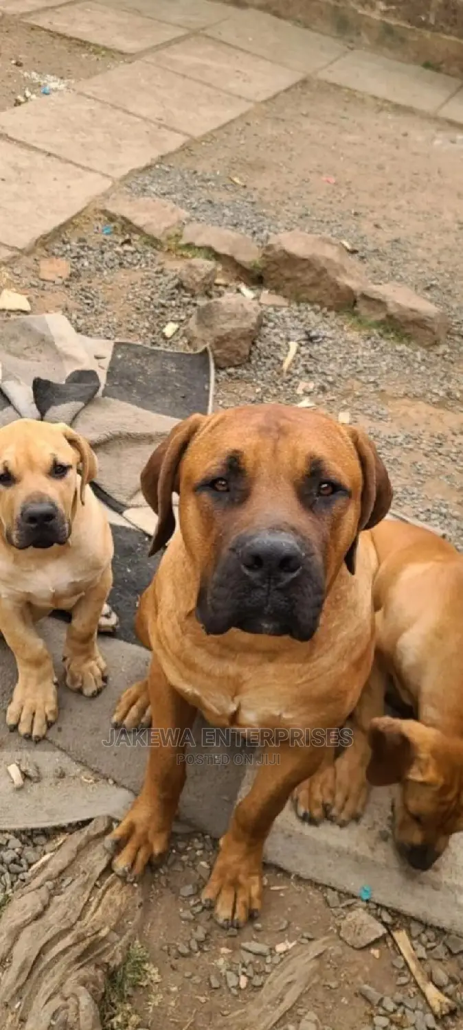 6-12 months Male Purebred Boerboel
