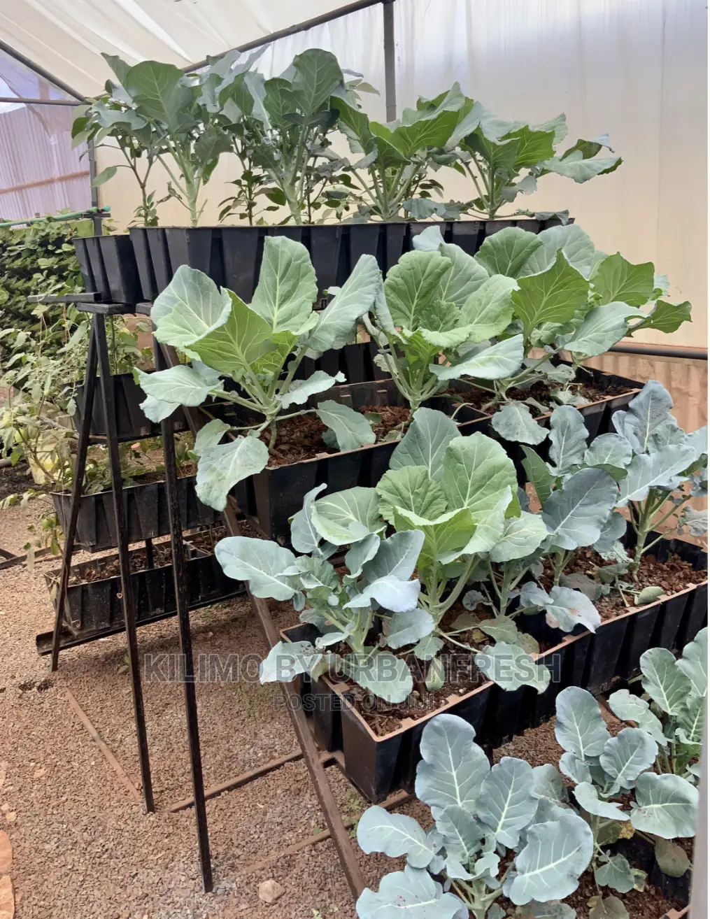 Vertical Stepped Garden 10 Crate