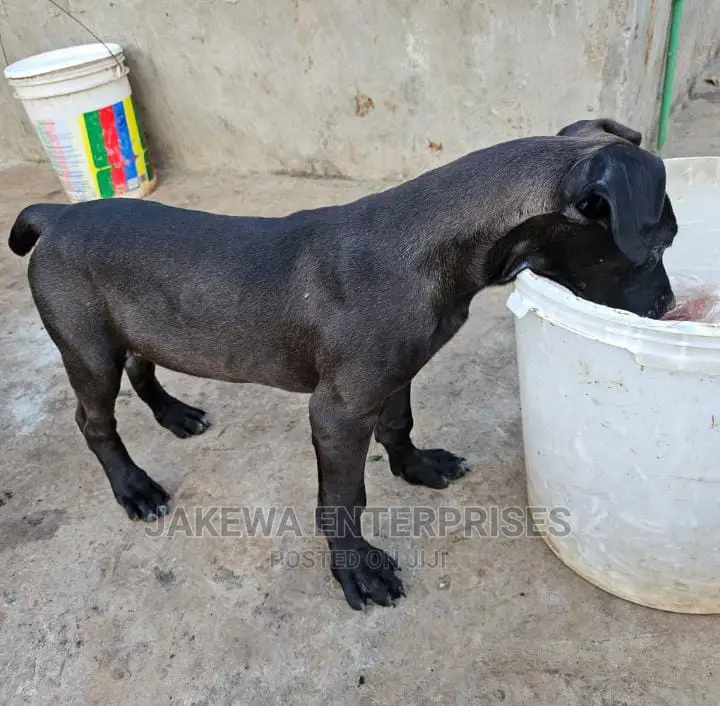 3-6 months Female Purebred Boerboel