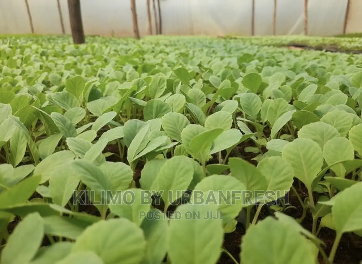 Cauliflower Vegetable Seedling Moq100