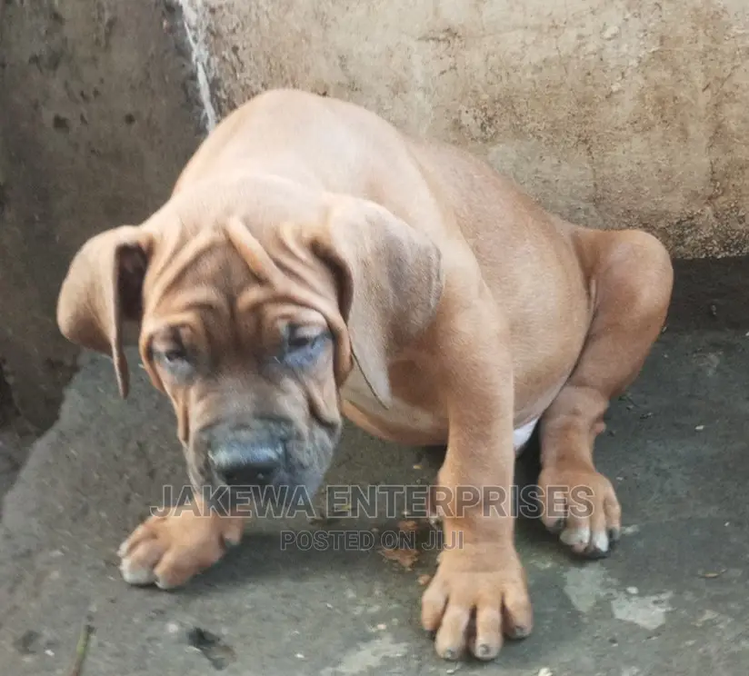 1-3 months Female Purebred Boerboel