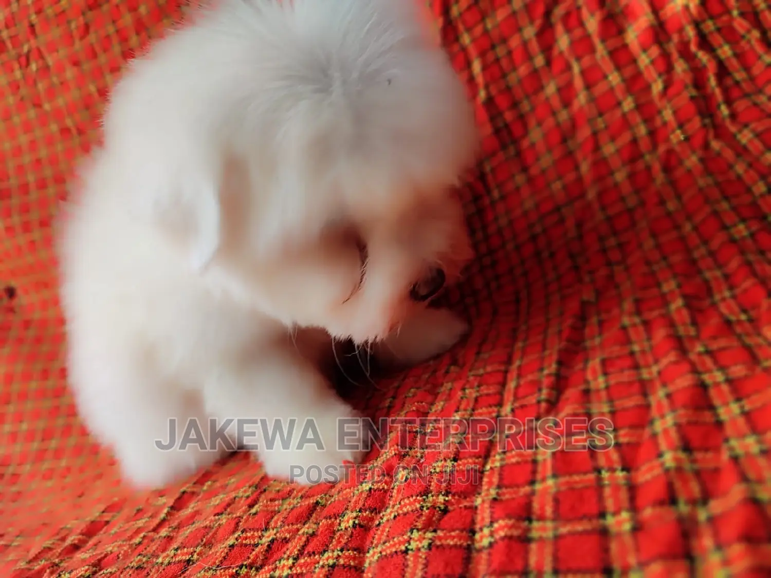 1-3 months Male Purebred Maltese