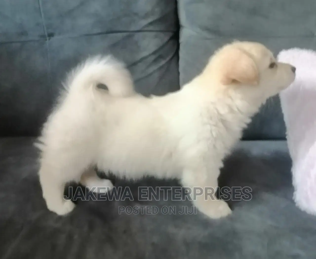 1-3 months Female Purebred Maltese